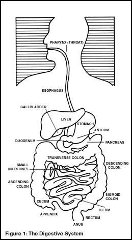 Anal Manometry