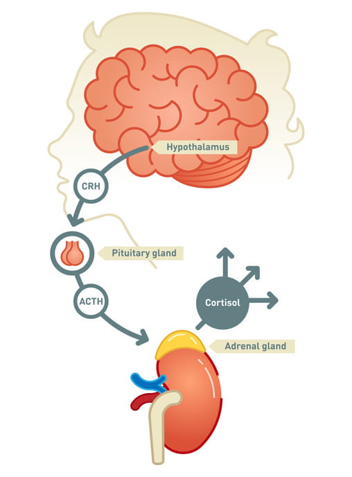 A diagram showing the adrenal gland.