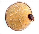 bedbug-penny