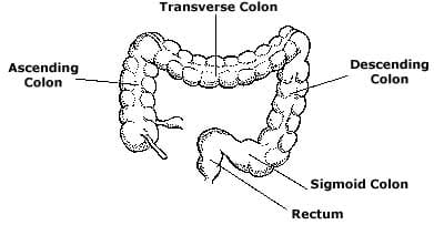 Illustration of a colon