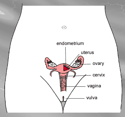 Pelvic illustration