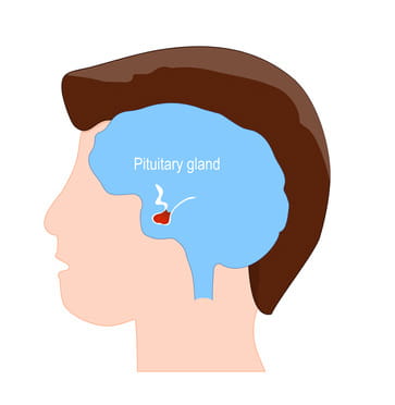 A diagram of the pituitary gland.