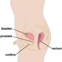 Male urinary system.