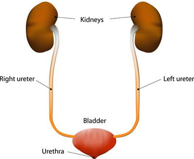 Human urinary system.