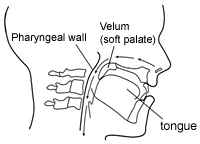 Figure 2.  Velum during nasal breathing.