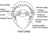 Figure 1.  Anatomy of the oral cavity.