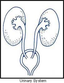 Urinary system.