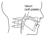 Figure 3.  Velum during speech.