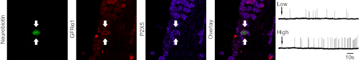 Neurochemical identity, central anatomy and response properties of an individually characterized muscle sensory neuron. 