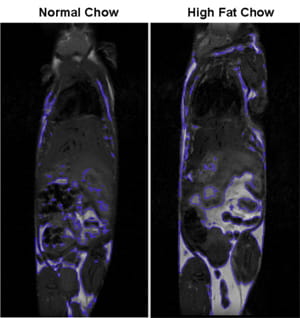 Representative image of magnetic imaging with 7T MRI demonstrating that mice on a high fat diet have increased adiposity.