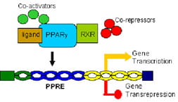 Role of PPARgamma in Sepsis.