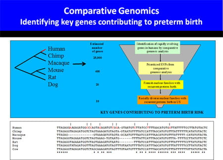 Comparative Genomics: Identifying key genes contributing to preterm birth.