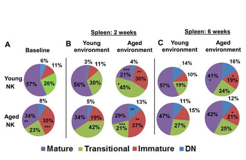 NK cell maturation is impaired and is controlled by non-hematopoietic factors