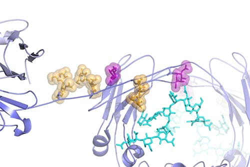 Structural model of the O-glycosylated hinge region of human IgA1 (Suzuki, JASN 2011; Herr, Nature 2003).  Anti-glycan autoantibodies recognize undergalactosylated O-glycans in the IgA1 hinge to form immune complexes that become trapped in the mesangial region of the glomerulus, the filtration unit within the kidney. Deposition of these pathologic immune complexes eventually lead to end-stage renal disease in patients with IgA nephropathy.