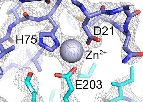 Zoomed-in view of the dimer interface between two B-repeat constructs from Aap. This view shows how the Zn2+ ion bridges two B-repeat proteins (shown in blue and cyan). The gray mesh shows the electron density map determined by X-ray crystallography.