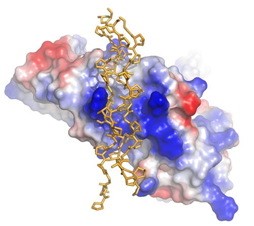 Bird’s-eye view of GPVI showing the groove that forms the binding site for the collagen triple helix (yellow sticks).  The surface of GPVI is colored according to electrostatic potential.