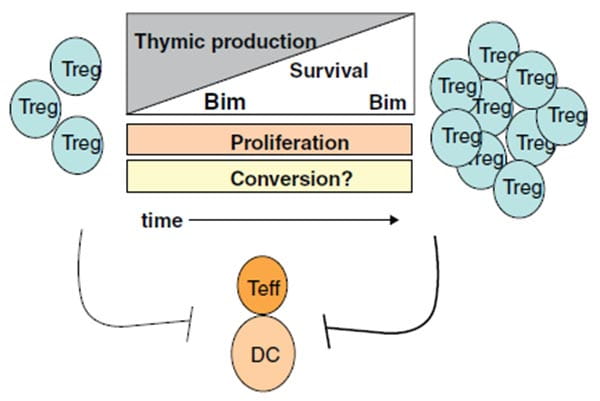 Mechanisms underlying Treg accumulation with age.