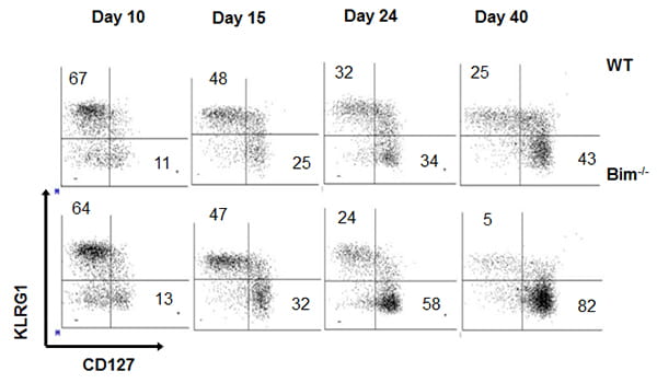 Do Bim-deficient T cells acquire the genetic program