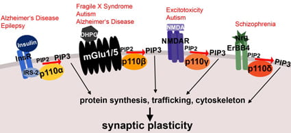 Taken from Gross C and Bassell GJ (2014) Front. Mol. Neurosci. 7:12. doi: 10.3389/fnmol.2014.00012.