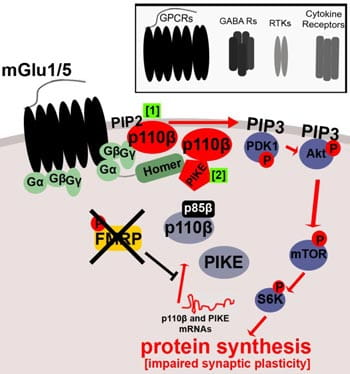 FMRP directly regulates expression of the PI3K pathway components p110β (1) and PIKE (2), leading to enhanced and dysregulated PI3K signaling downstream of metabotropic glutamate receptors 1 and 5, but also of other G-protein coupled receptors (GPCRs), as well as GABA receptors, receptor tyrosine kinases (RTKs) and cytokine receptors.