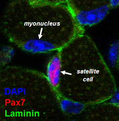 Figure 1: Cross-section of muscle fluorescently labeled to detect myonuclei (blue) and muscle stem cells called satellite cells (magenta). Satellite cells mediate muscle growth and repair by myonuclear addition, and reside outside muscle fibers as indicated by the basement membrane marker, Laminin (green). 